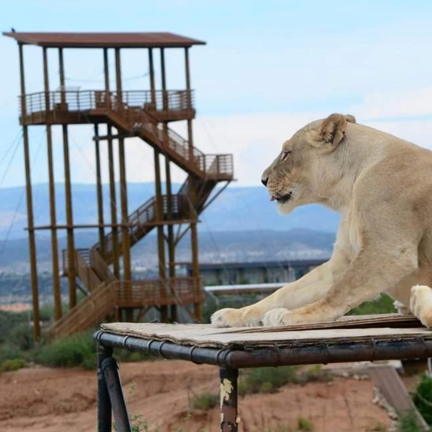 A lioness resting below the zip line tower